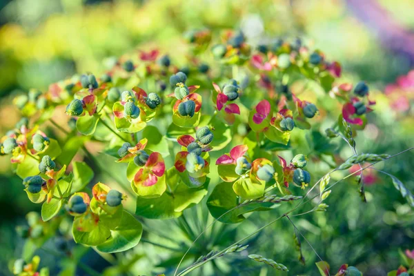 Euphorbia cyparissias — Stock Photo, Image