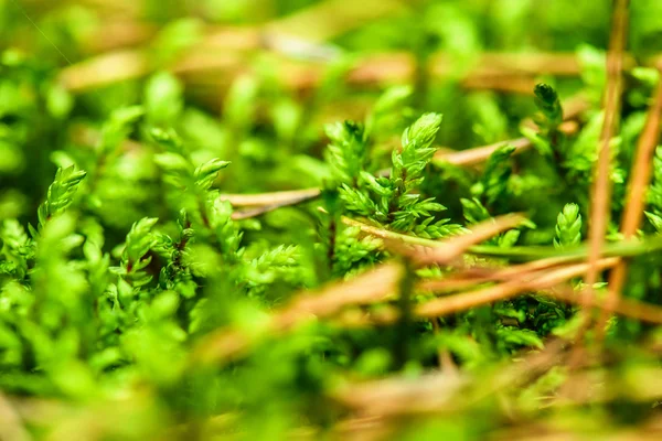 Calluna vulgaris — Stock fotografie