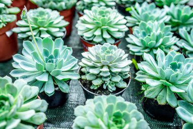 Sempervivum