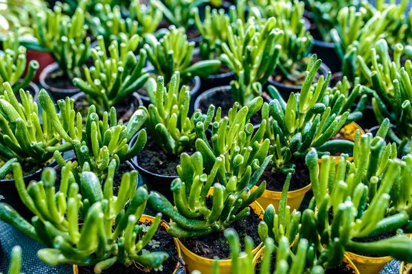 Crassula の ovata ホビット — ストック写真