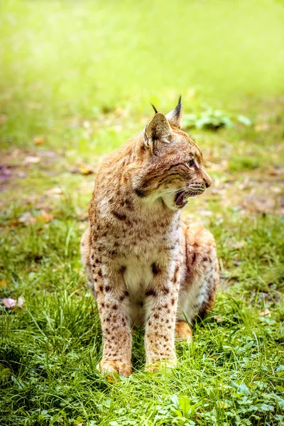 Lince eurasiano — Fotografia de Stock