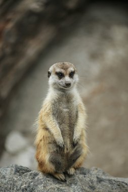 suricata suricatta