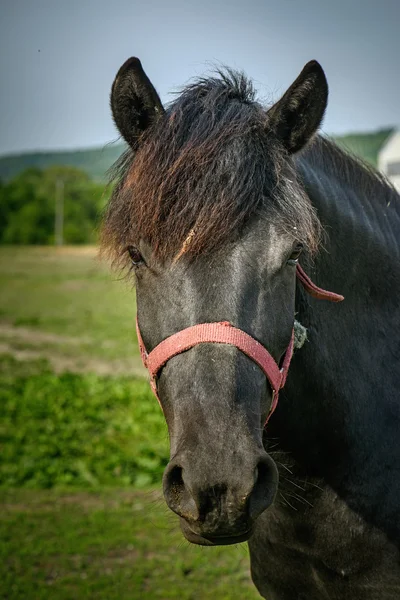 Caballo negro —  Fotos de Stock