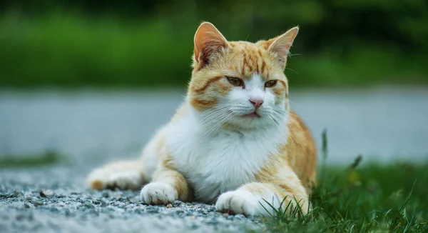 Rode kat in stadspark — Stockfoto