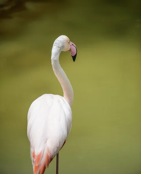 Flamingo pink — Stock Photo, Image