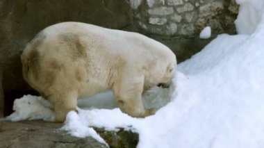 Kutup ayısı (Ursus maritimus)