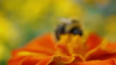 büyük bir yaban arısı