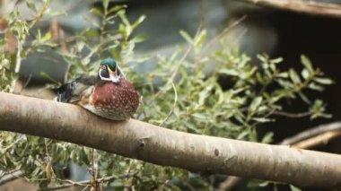 Drake bir ağaç dalı üzerinde oturur