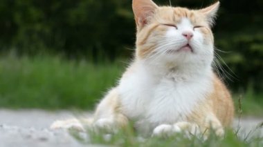 Şehir Parkı içinde kırmızı kedi