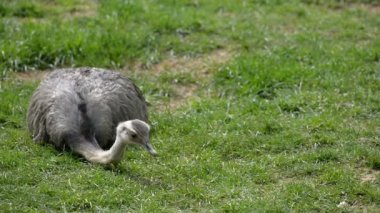 Devekuşu çimenlerin üzerinde