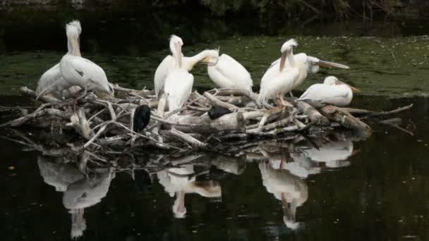 A pelican is a bird of the family Pelecanidae. — Stock Video