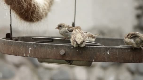 Sparrows combattimento — Video Stock