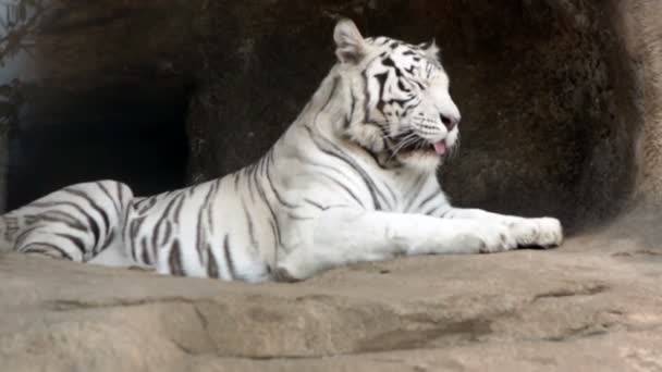 Sibiřské bílé tygr
