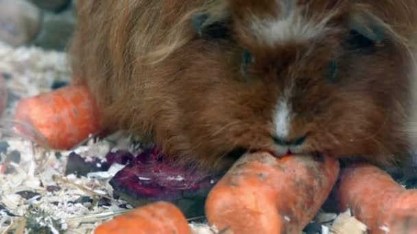 Cavia carote orientali — Video Stock