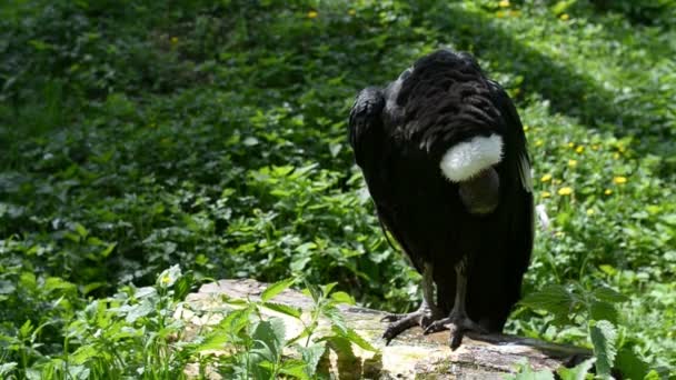 Andský kondor — Stock video