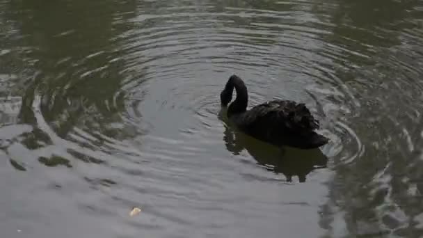 Černá labuť (cygnus atratus) — Stock video