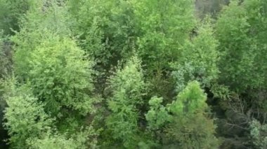 karışık bir ormanın Üstten Görünüm