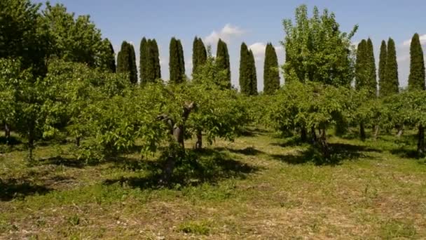 Giardino delle pesche — Video Stock