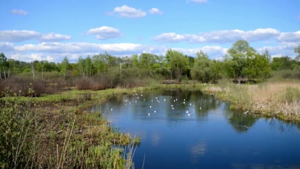 Witte meeuw in lake — Stockvideo