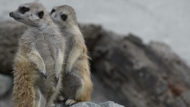 Suricata suricatta — Αρχείο Βίντεο