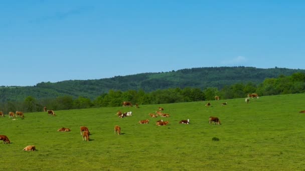 Vaches broutant sur un pâturage vert — Video