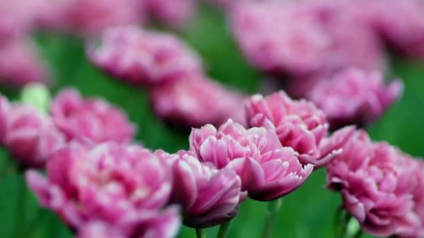 Peonie rosa — Video Stock