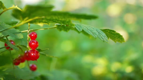 Red currants — Stock Video