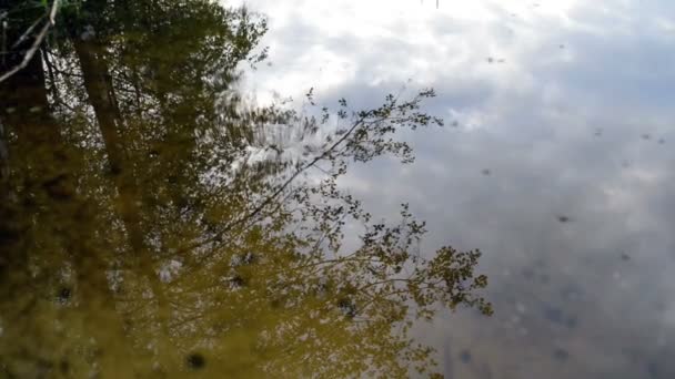 Reflectie van bomen in het meer — Stockvideo