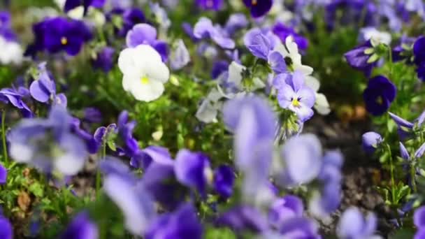 Viola tricolor amarillo — Vídeo de stock