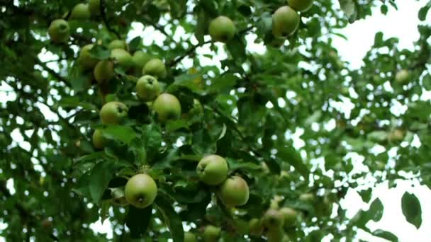 Яблуня Лісова — стокове відео