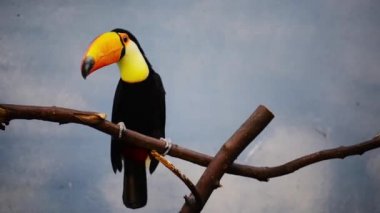 Toucan çoğu aile Ramphastidae
