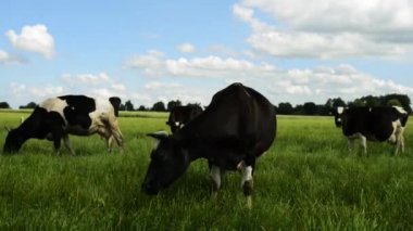 yeşil mera üzerinde otlayan inekler