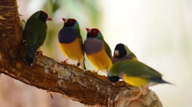 Gouldian ispinozu