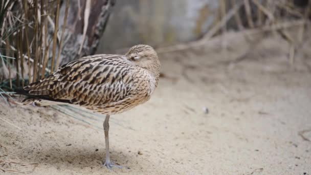 Eurasian curlew preening its feathers — Stock Video