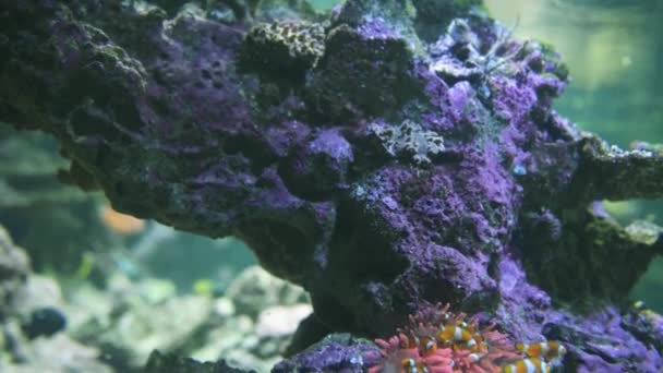 Pesce pagliaccio o pesce anemone — Video Stock