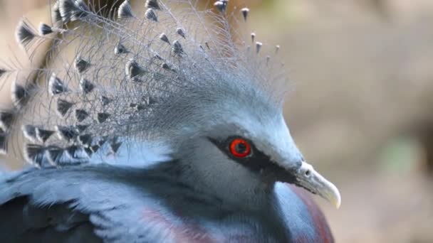 Palomas coronadas — Vídeos de Stock