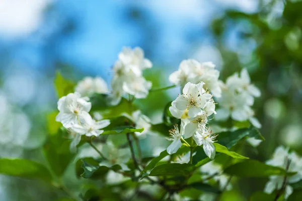 Flores de cerezo —  Fotos de Stock