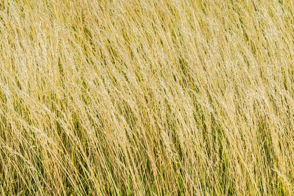 Triticum spelta — Stock Photo, Image