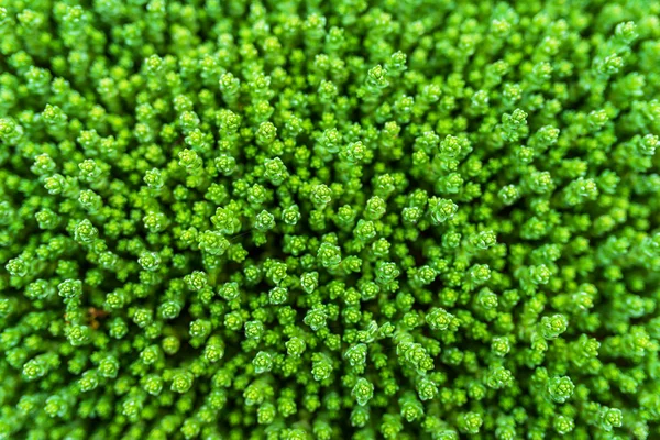 景天属植物 （景天西班牙语) — 图库照片