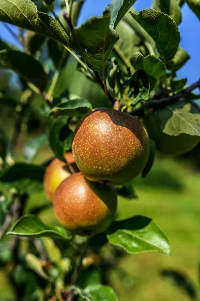 Maçãs verdes não maduras — Fotografia de Stock