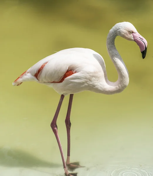 Flamingo pink — Stock Photo, Image