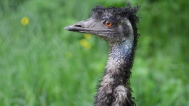 Dromaius novaehollandiae (emu)
