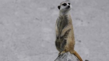 suricata suricatta