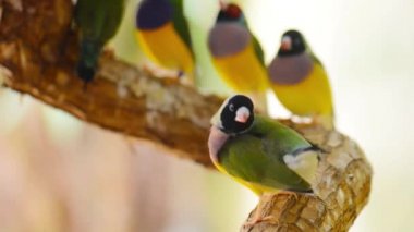Gouldian ispinozu