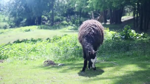 Лама на траве — стоковое видео