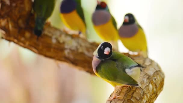 Pinsons de Gouldian — Video