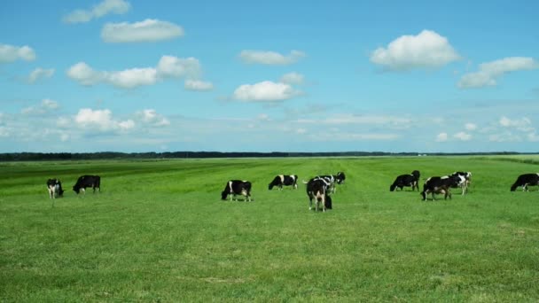 在绿绿的草地上吃草的母牛 — 图库视频影像