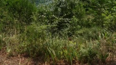 Milli Park Krka Hırvat biridir
