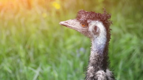 Dromaius novaehollandiae (emu)) — Stockvideo