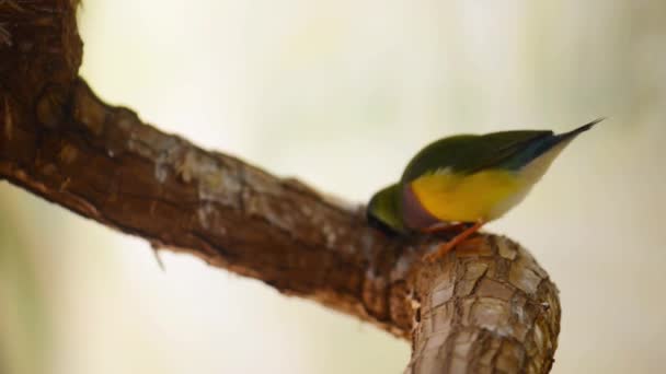 Pinsons de Gouldian — Video